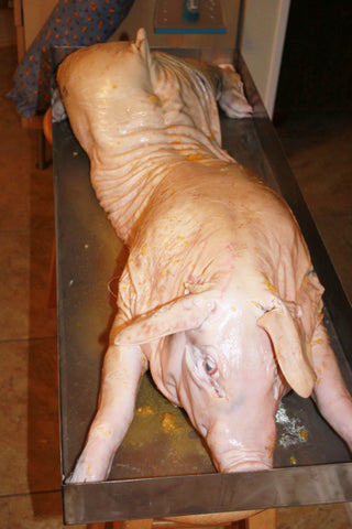 Whole raw pig in roasting pan
