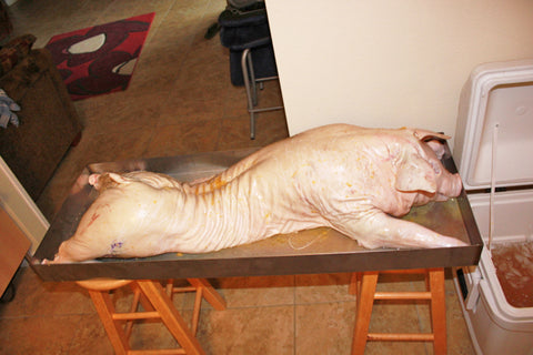 Whole raw pig removed from ice bath and draining